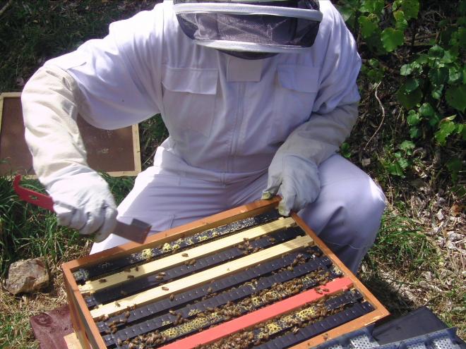 What is propolis and what are benefits of using it?